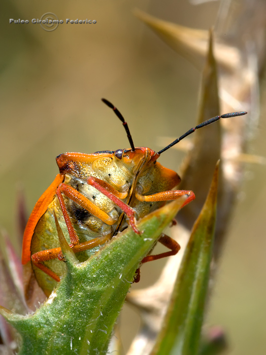 Pentatomidae: Carpocoris mediterraneus siciliano